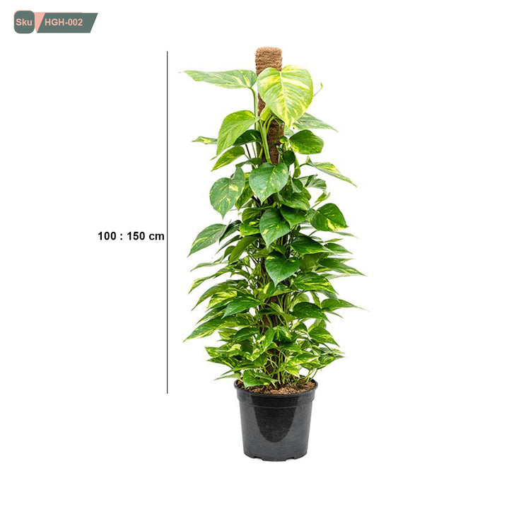 نبات بوتس استيك - HGH-002 - هوم ديكوريا