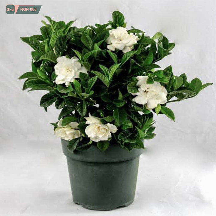 نبات Gardenia - HGH-066 - هوم ديكوريا