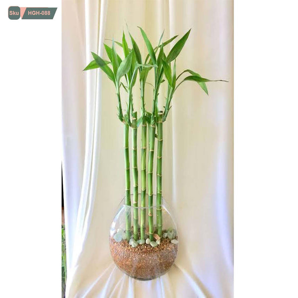 نبات lucky bamboo للديكور الداخلي - HGH-088 - هوم ديكوريا