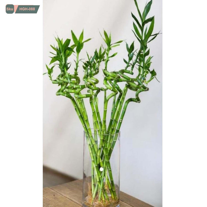 نبات lucky bamboo للديكور الداخلي - HGH-088 - هوم ديكوريا