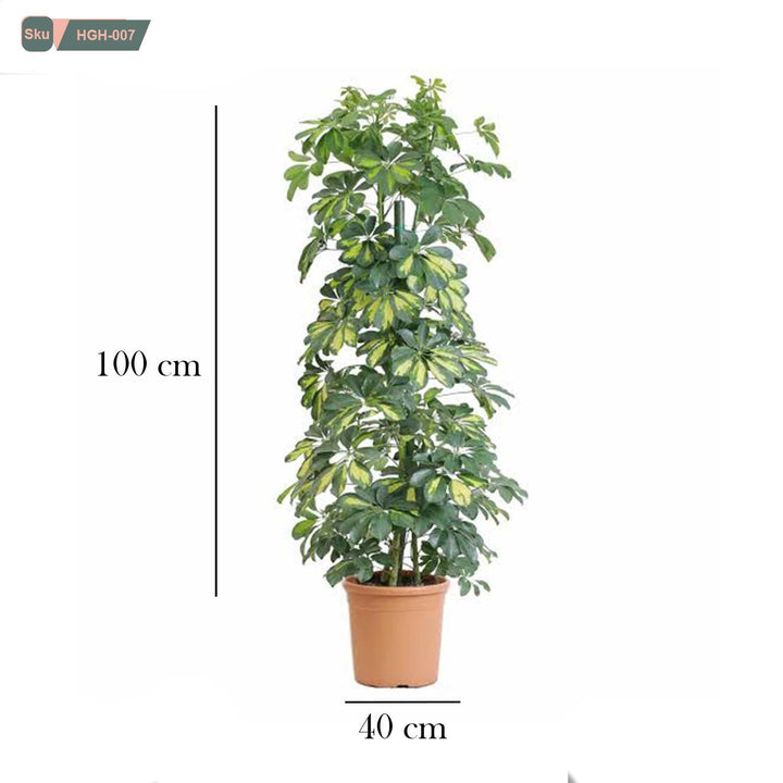 نبات شفليرا جولد استيك - HGH-007 - هوم ديكوريا