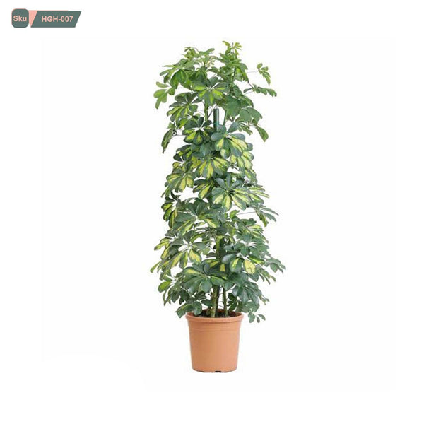 نبات شفليرا جولد استيك - HGH-007 - هوم ديكوريا