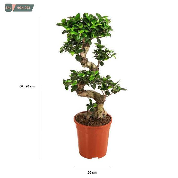 نبات snake bonsai tree للديكور الداخلي - HGH-093 - هوم ديكوريا