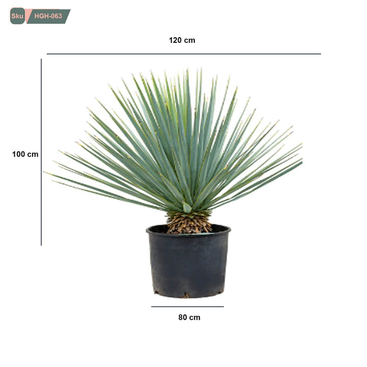 نبات Yucca rostrata - HGH-063 - هوم ديكوريا